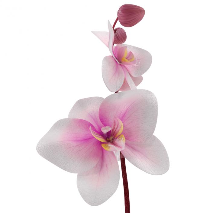 3D Orchid in Pot model