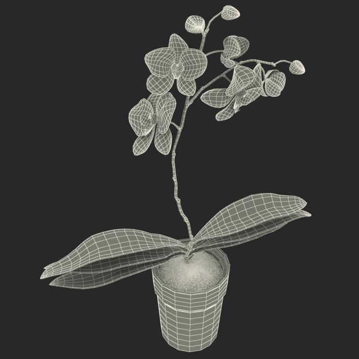 3D Orchid in Pot model