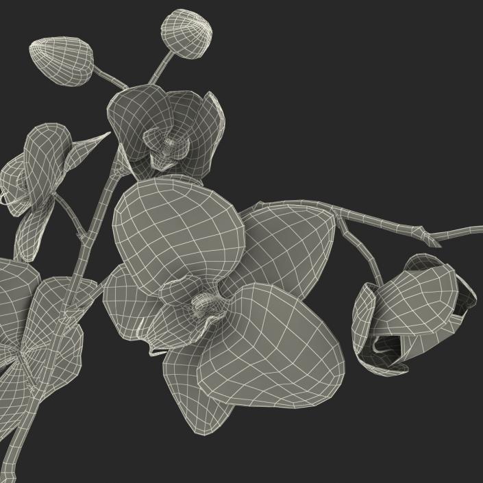 3D Orchid in Pot model