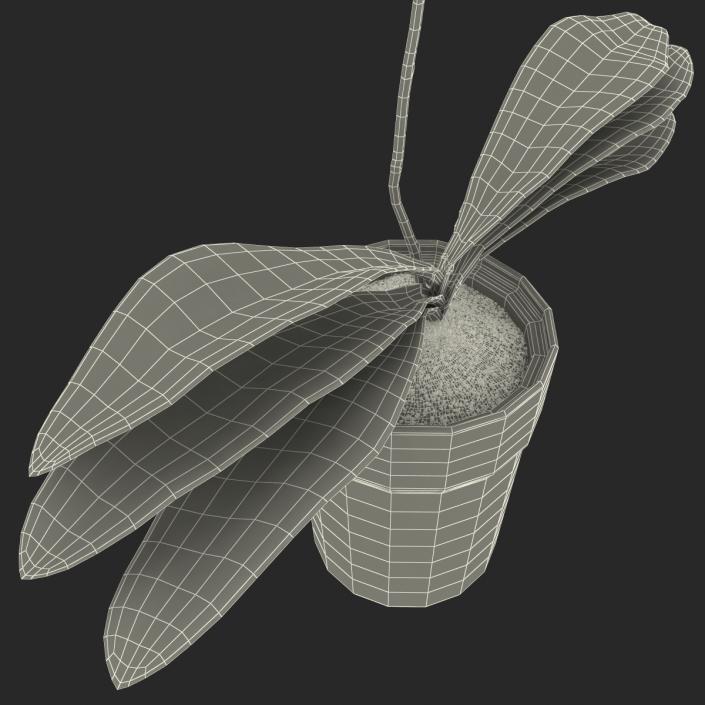 3D Orchid in Pot model