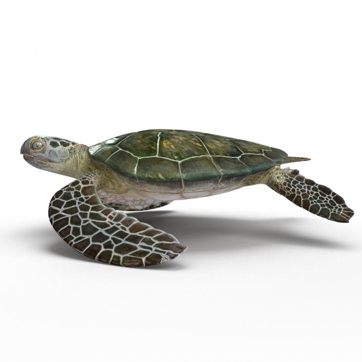 Sea Turtle Pose 2 3D