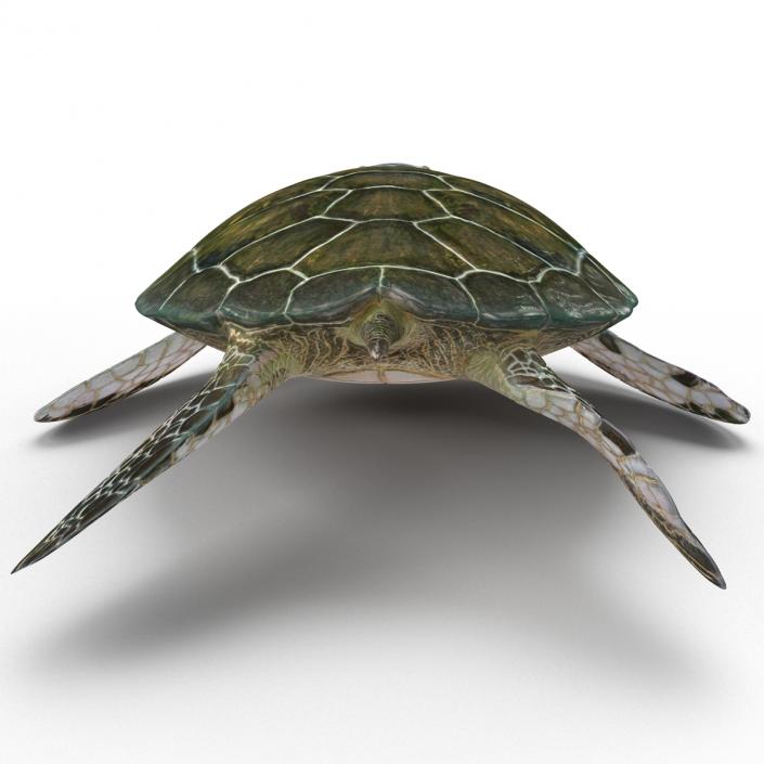 Sea Turtle Pose 2 3D