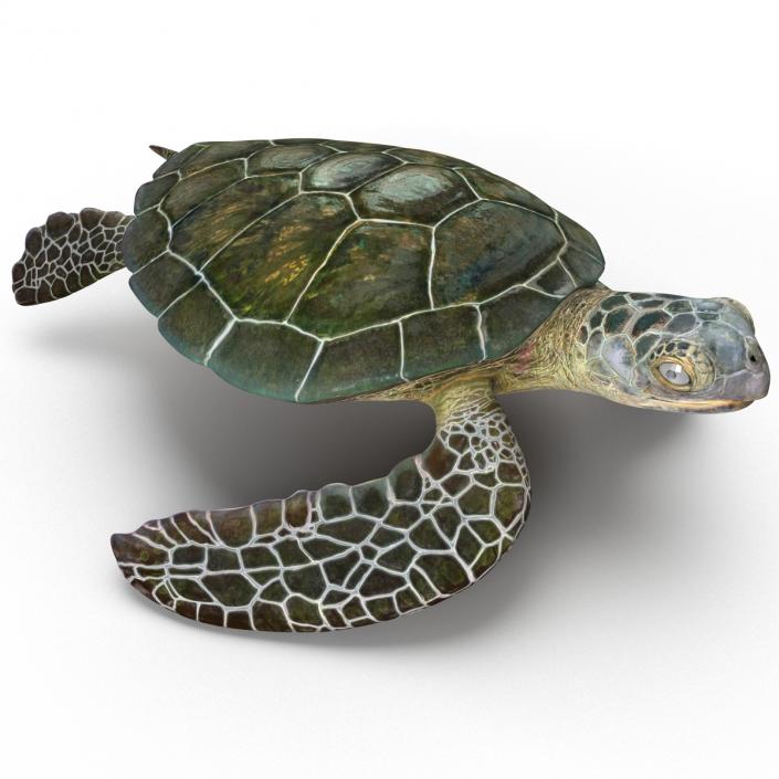 Sea Turtle Pose 2 3D