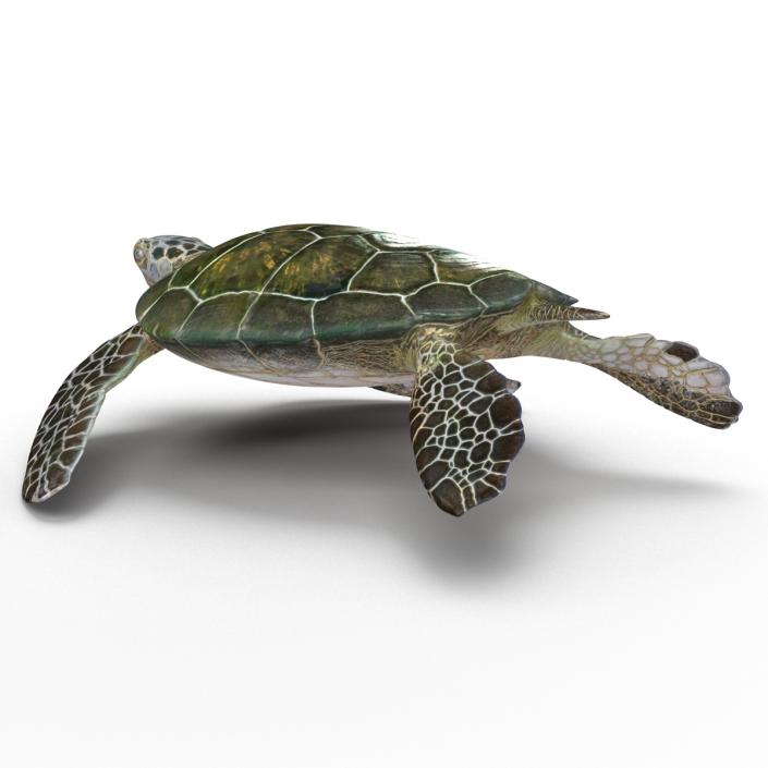 Sea Turtle Pose 2 3D