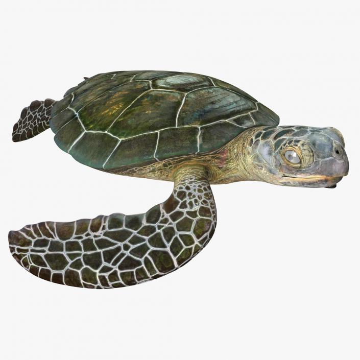 Sea Turtle Pose 2 3D