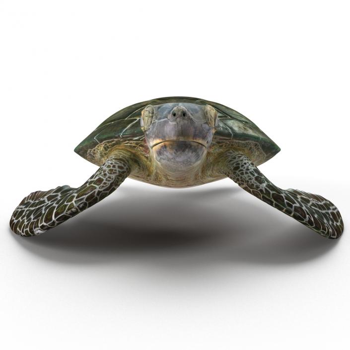 Sea Turtle Pose 2 3D