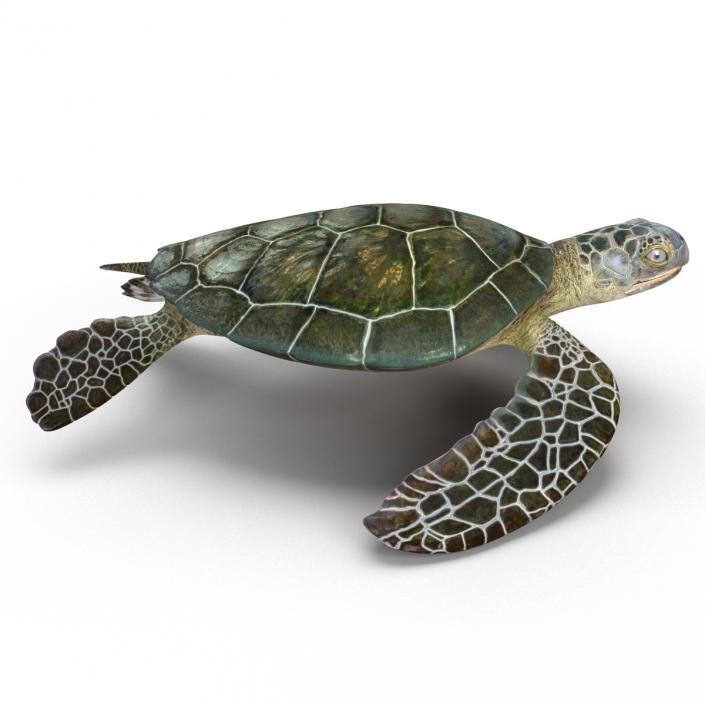 Sea Turtle Pose 2 3D