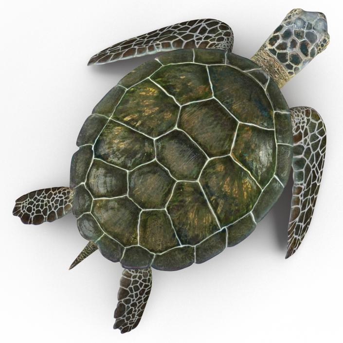 Sea Turtle Pose 2 3D