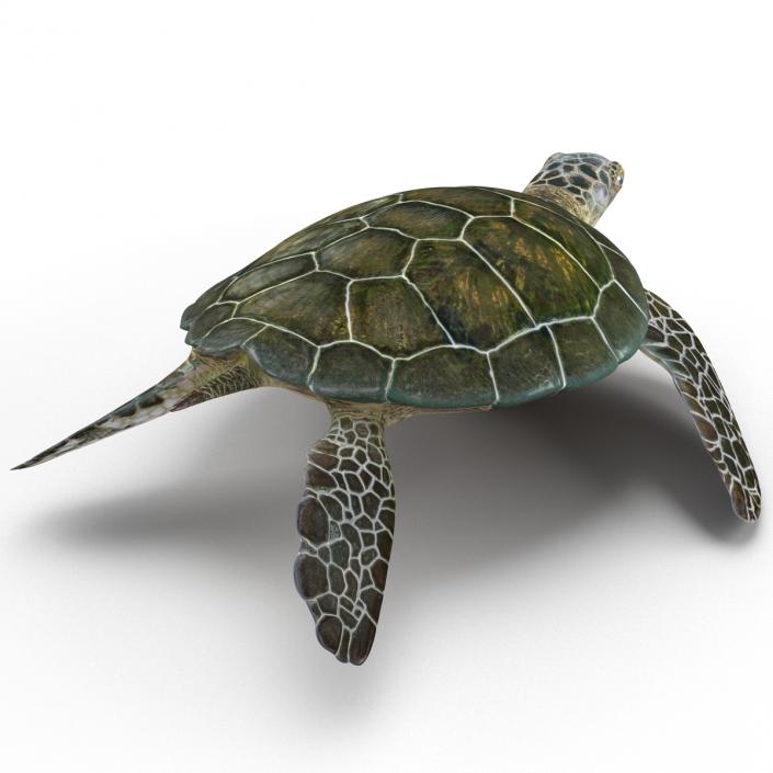 Sea Turtle Pose 2 3D