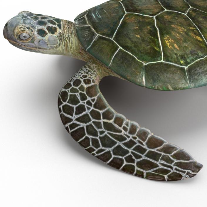 Sea Turtle Pose 2 3D