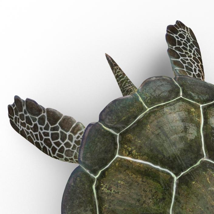 Sea Turtle Pose 2 3D