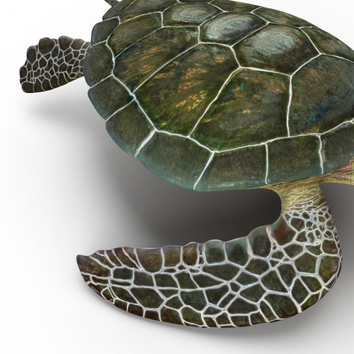 Sea Turtle Pose 2 3D