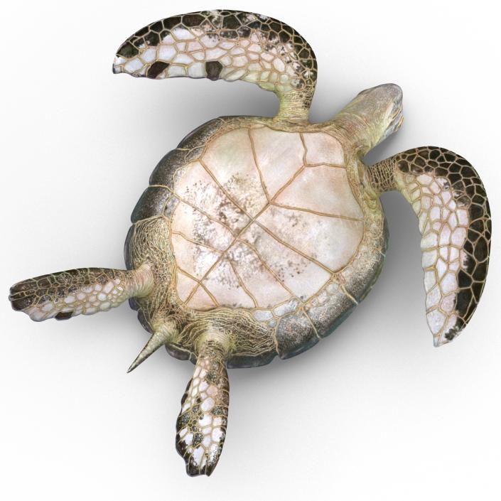 Sea Turtle Pose 2 3D