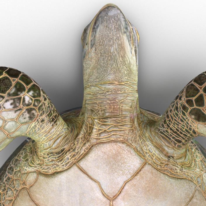 Sea Turtle Pose 2 3D