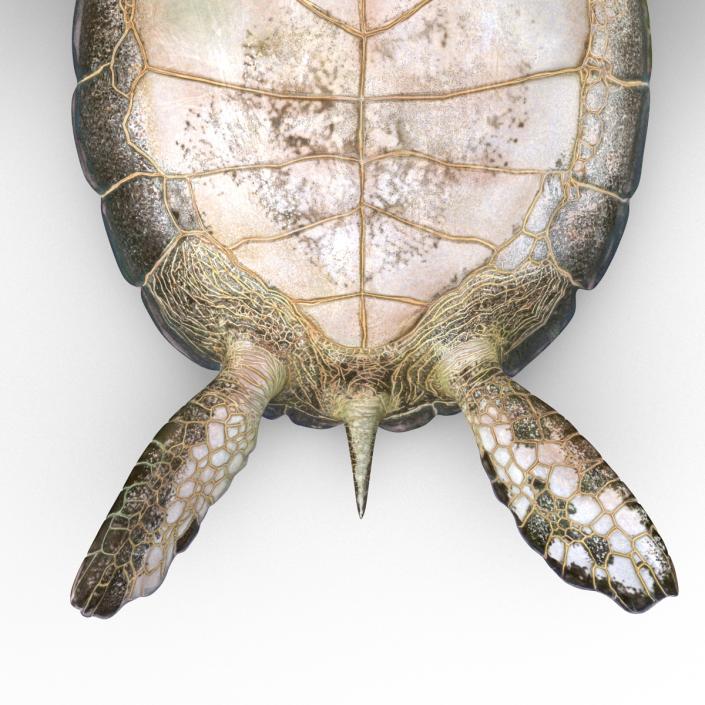 Sea Turtle Pose 2 3D