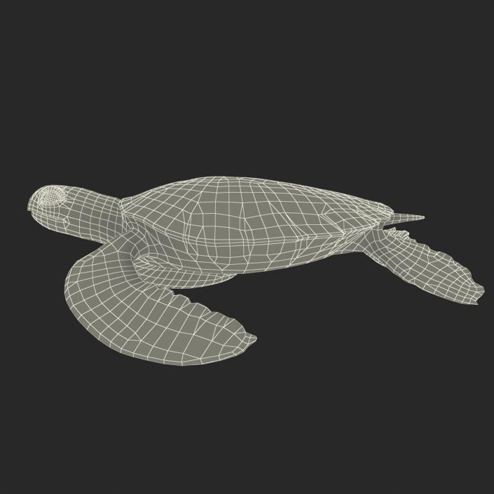 Sea Turtle Pose 2 3D