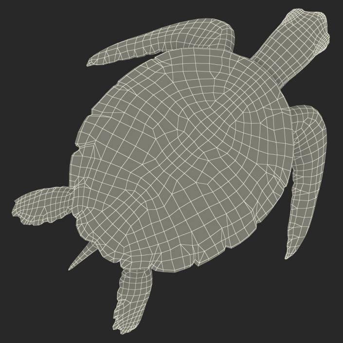 Sea Turtle Pose 2 3D