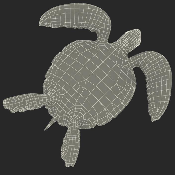 Sea Turtle Pose 2 3D