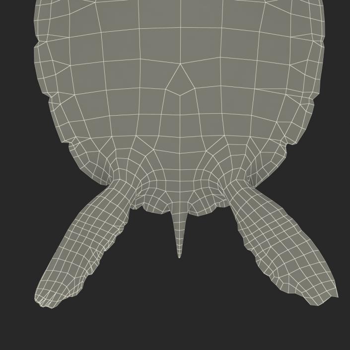 Sea Turtle Pose 2 3D