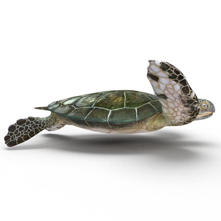 Sea Turtle Pose 3 3D