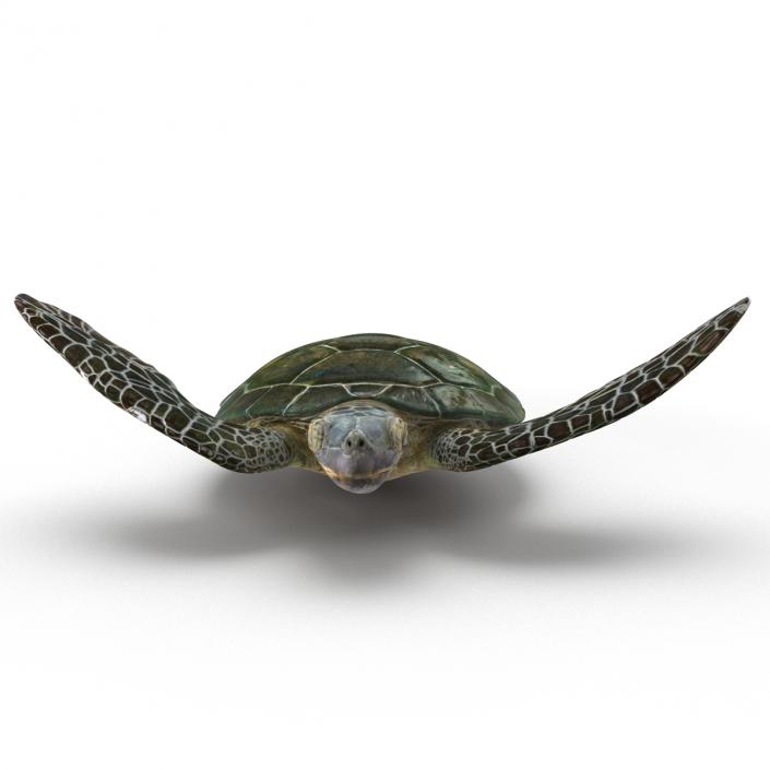 Sea Turtle Pose 3 3D