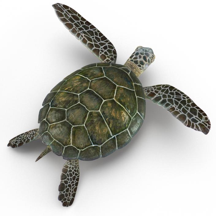 Sea Turtle Pose 3 3D