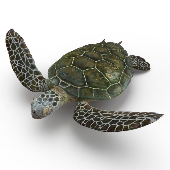 Sea Turtle Pose 3 3D