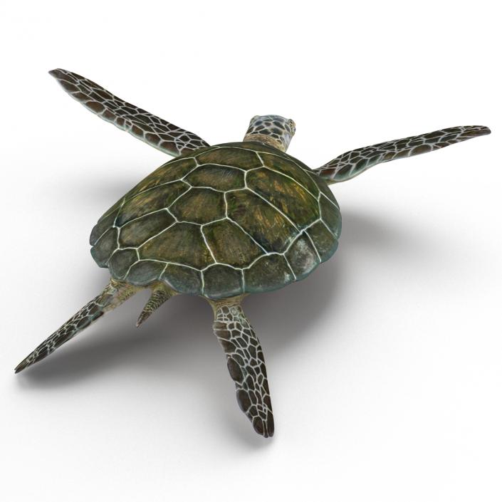 Sea Turtle Pose 3 3D