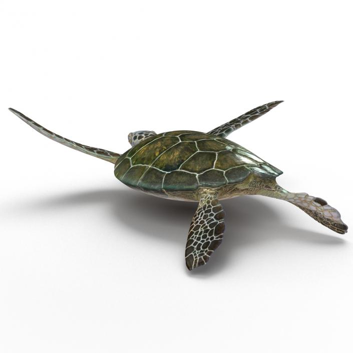 Sea Turtle Pose 3 3D