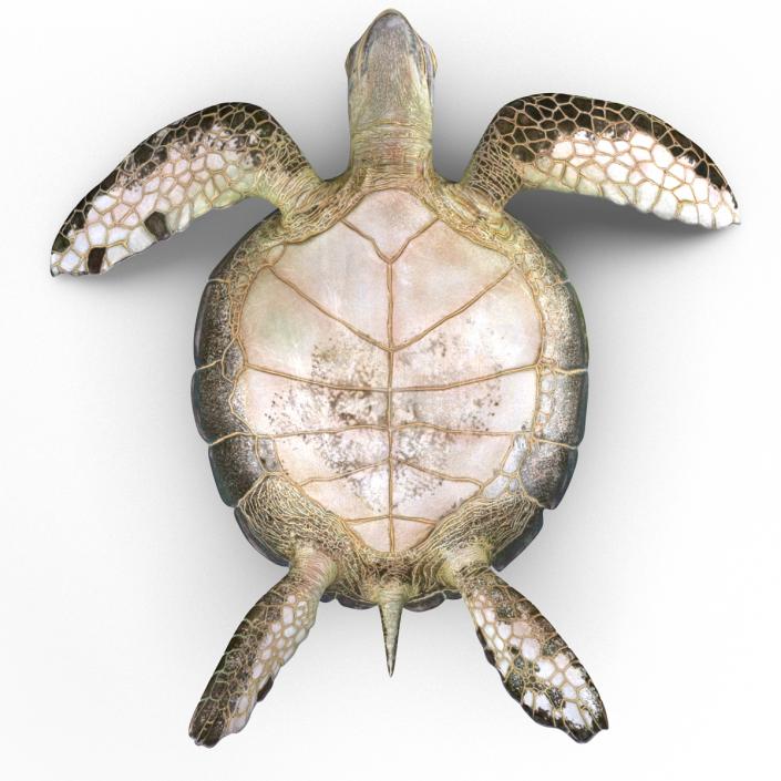 Sea Turtle Pose 3 3D