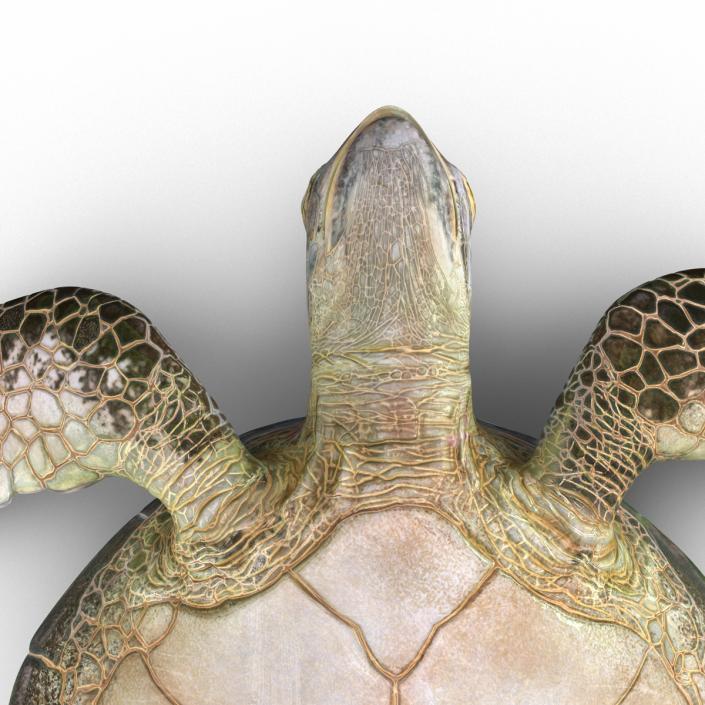 Sea Turtle Pose 3 3D