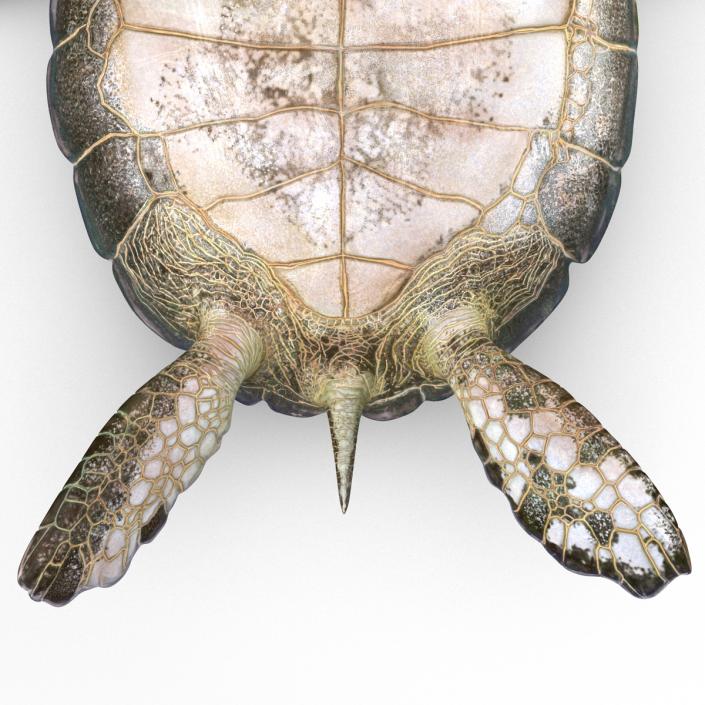 Sea Turtle Pose 3 3D