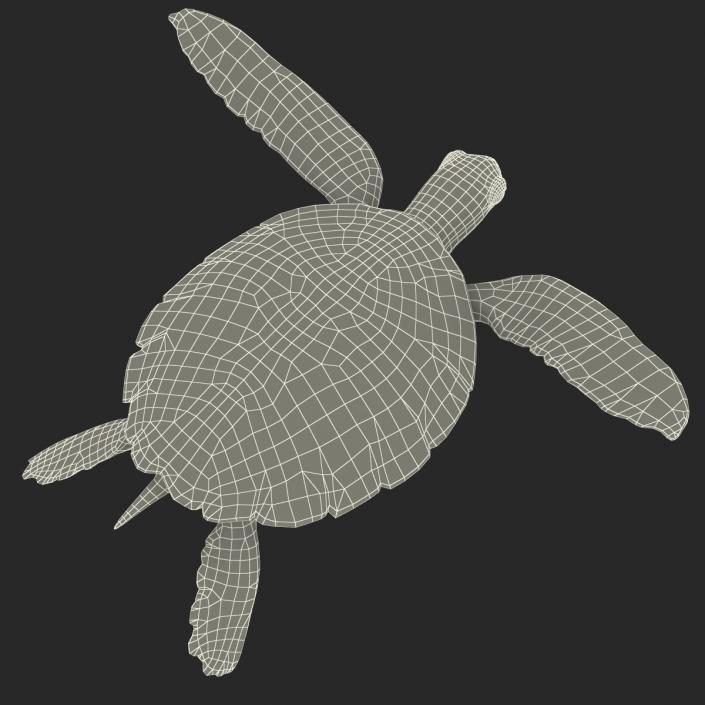 Sea Turtle Pose 3 3D