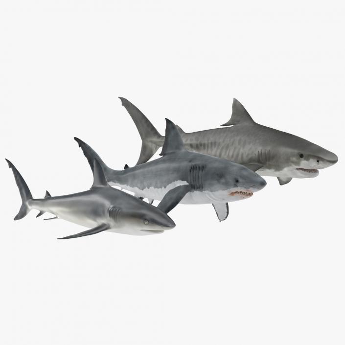 Sharks Collection 3D