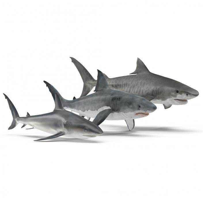 Sharks Collection 3D