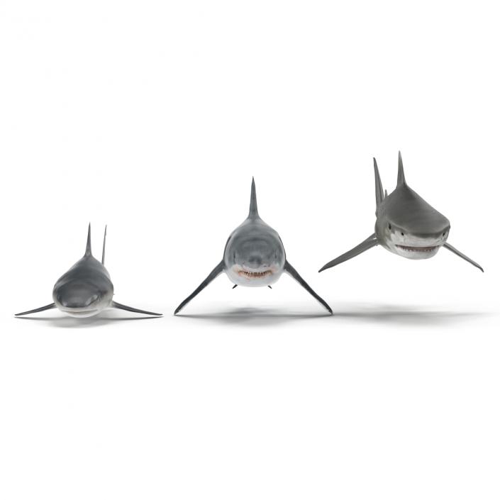 Sharks Collection 3D