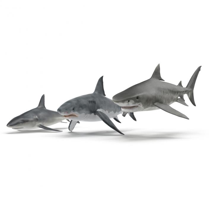 Sharks Collection 3D