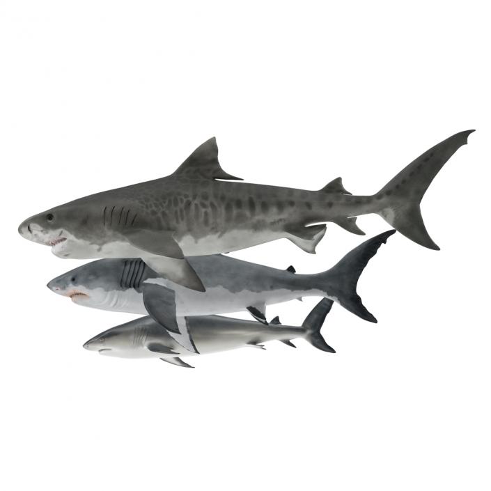 Sharks Collection 3D