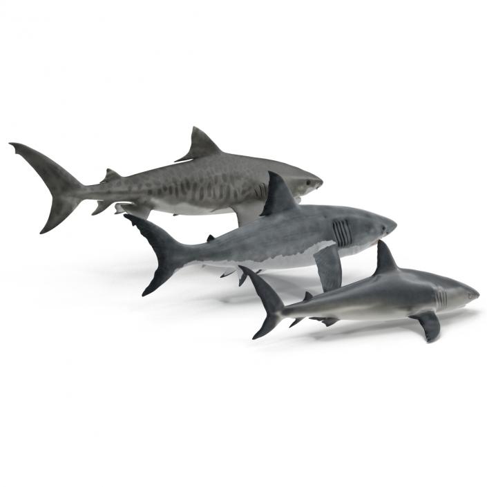 Sharks Collection 3D