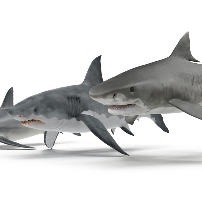 Sharks Collection 3D