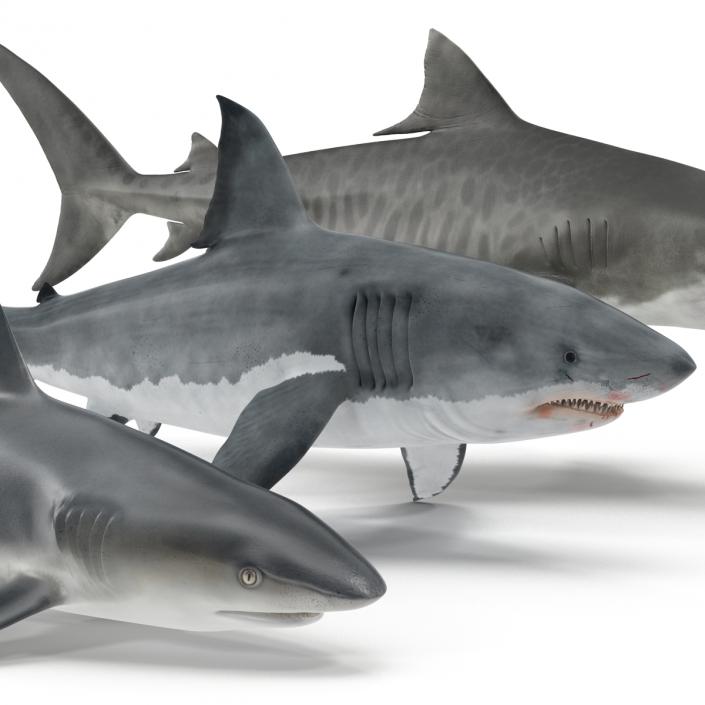 Sharks Collection 3D