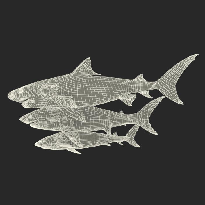 Sharks Collection 3D