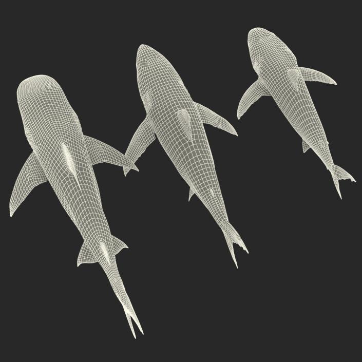 Sharks Collection 3D