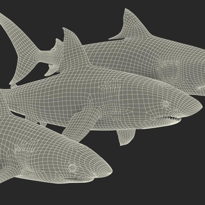 Sharks Collection 3D