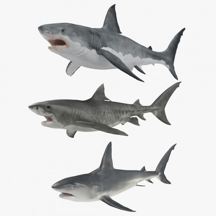 Rigged Sharks Collection 3D model