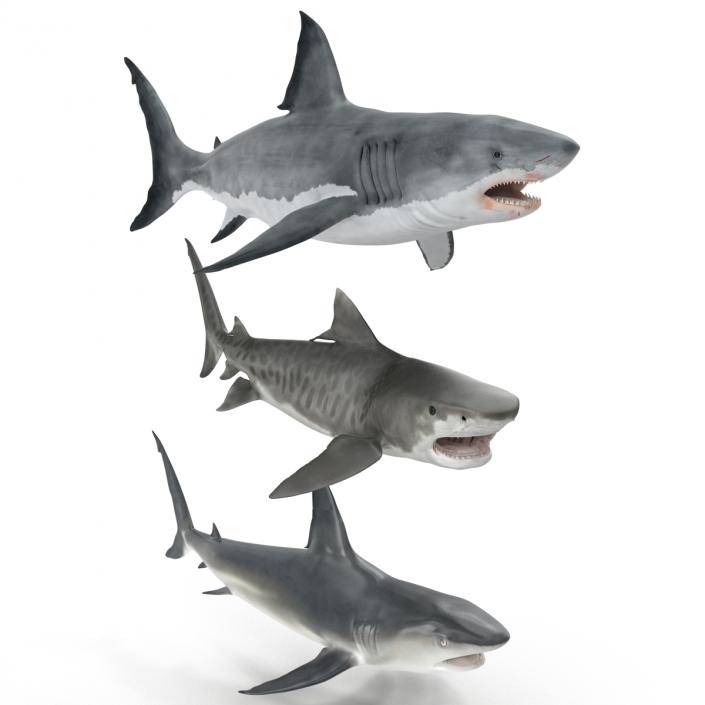 Rigged Sharks Collection 3D model