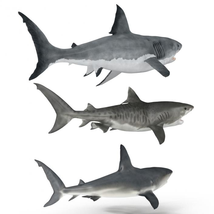 Rigged Sharks Collection 3D model