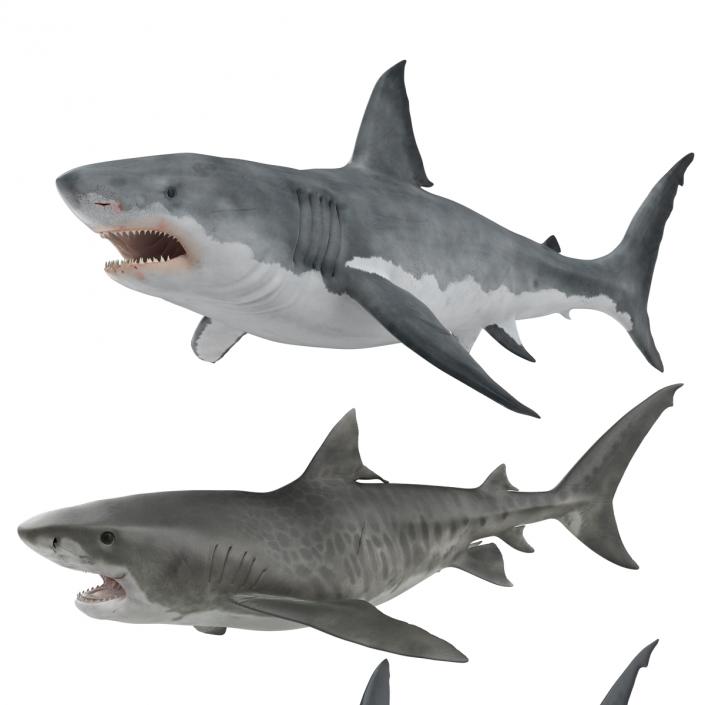 Rigged Sharks Collection 3D model