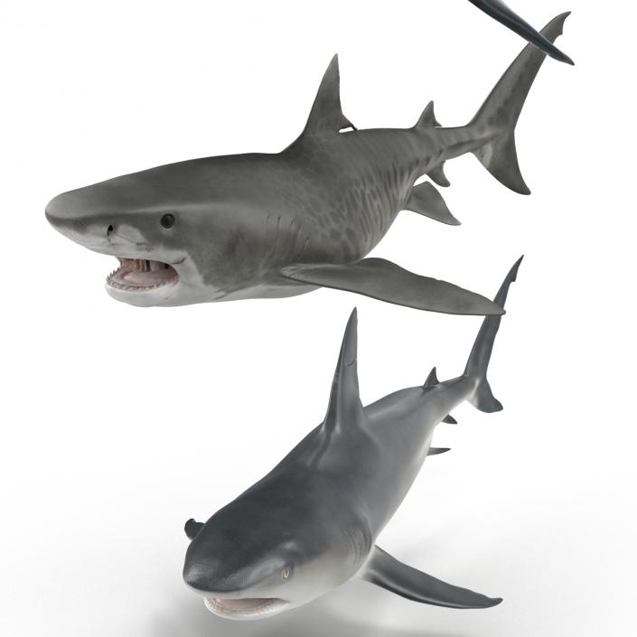 Rigged Sharks Collection 3D model