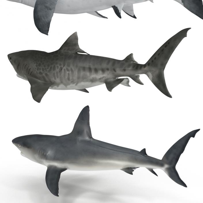 Rigged Sharks Collection 3D model